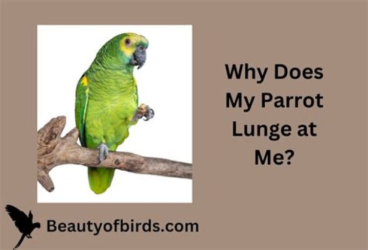 Why does my parrot fan his tail?
