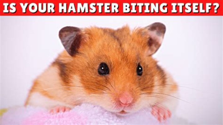 Why is my hamster just standing still?