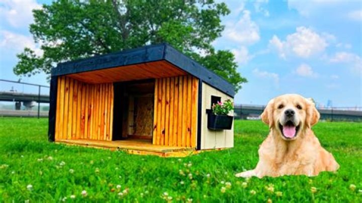 Why won't my dog go into his doghouse?