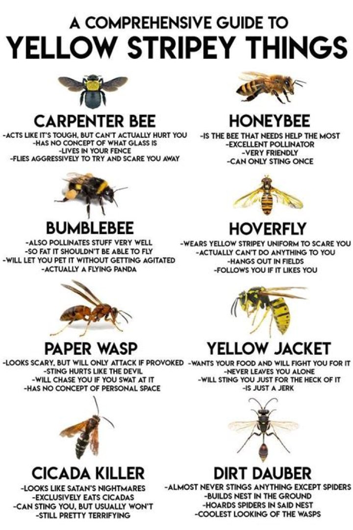 Will a bee sting me for no reason?