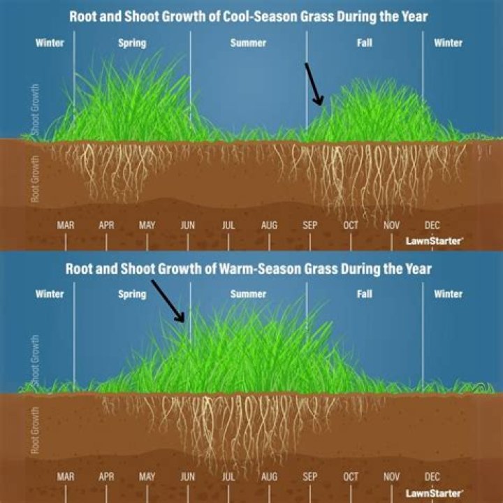 Will grass grow in 45 degree weather?